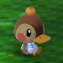 Molly the Duck