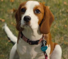 Molly (Dog's Journey)